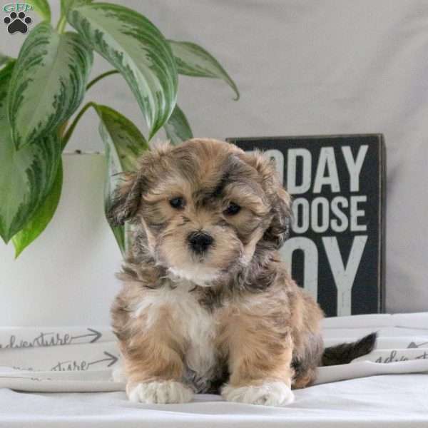 Poppy, Teddy Bear Puppy