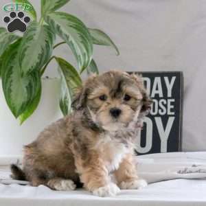 Poppy, Teddy Bear Puppy