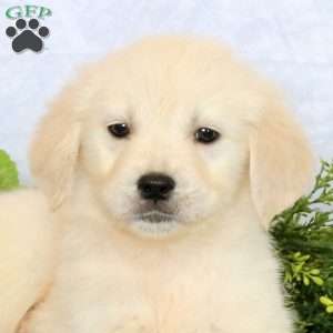Poppy, Golden Retriever Puppy