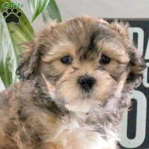 Poppy, Teddy Bear Puppy