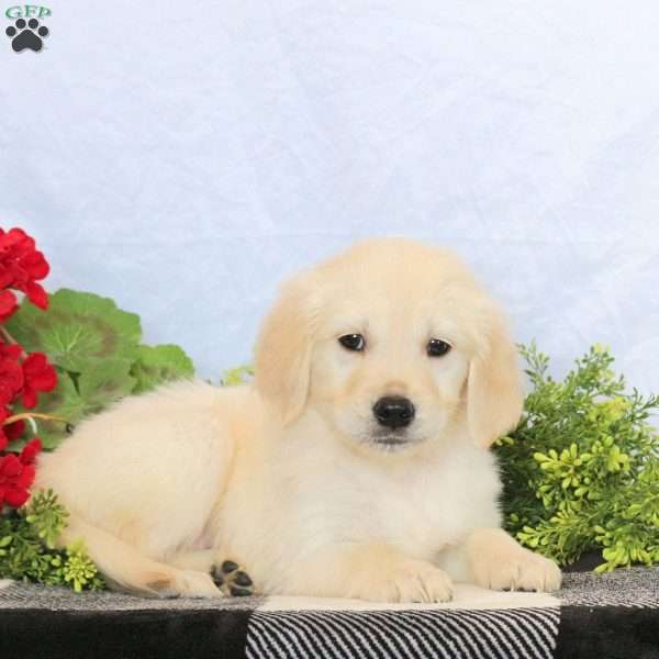 Porter, Golden Retriever Puppy