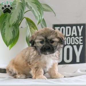 Prairie, Teddy Bear Puppy