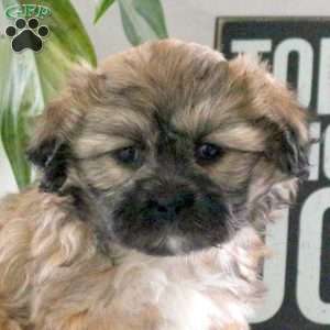 Prairie, Teddy Bear Puppy