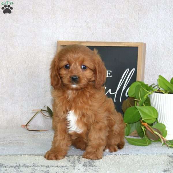 Precious, Cavapoo Puppy