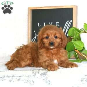 Precious, Cavapoo Puppy