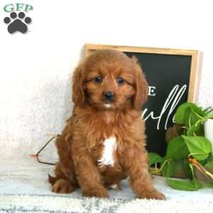 Precious, Cavapoo Puppy