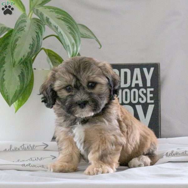 Presley, Teddy Bear Puppy