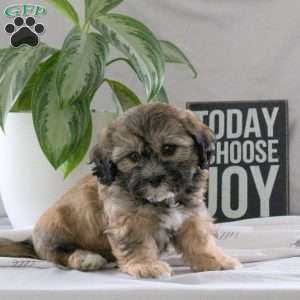 Presley, Teddy Bear Puppy