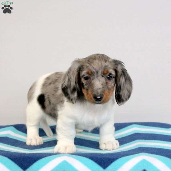 Preston, Dachshund Puppy