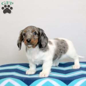 Preston, Dachshund Puppy