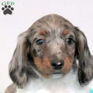 Preston, Dachshund Puppy