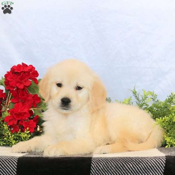 Prince, Golden Retriever Puppy