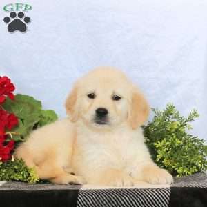 Prince, Golden Retriever Puppy