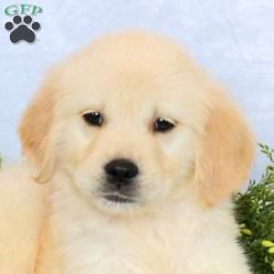 Prince, Golden Retriever Puppy