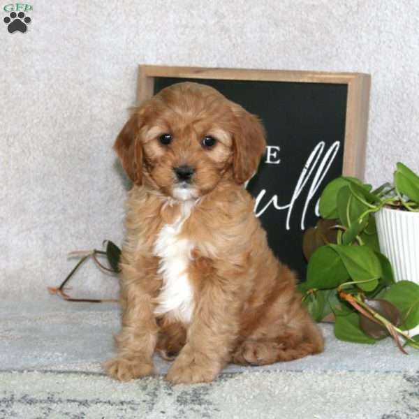 Prince, Cavapoo Puppy