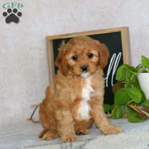 Prince, Cavapoo Puppy