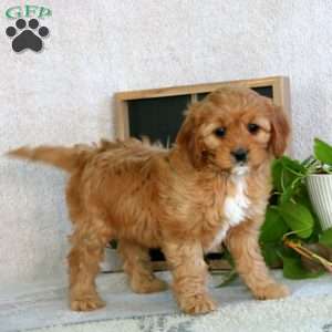 Prince, Cavapoo Puppy