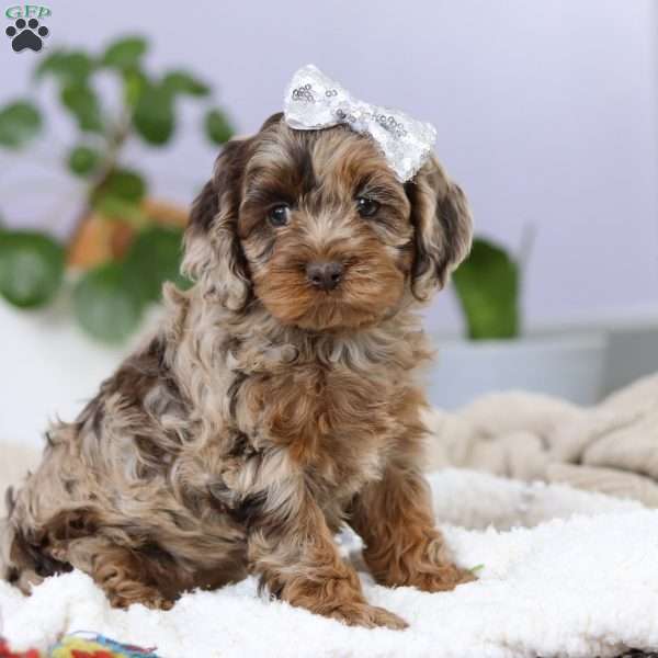 Princess, Cockapoo Puppy