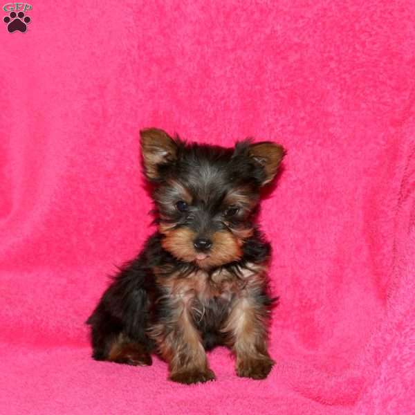 Princess, Yorkie Puppy