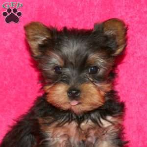 Princess, Yorkie Puppy