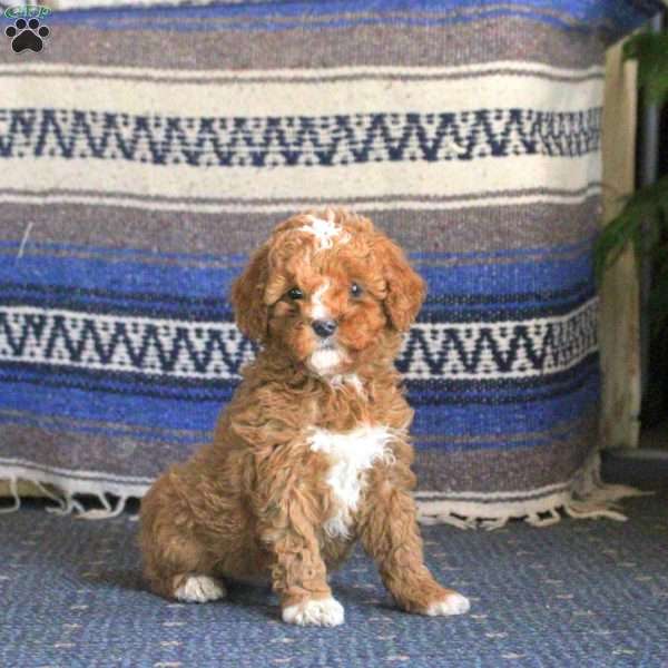 Queenie, Cockapoo Puppy