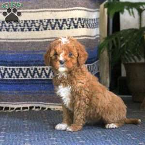 Queenie, Cockapoo Puppy