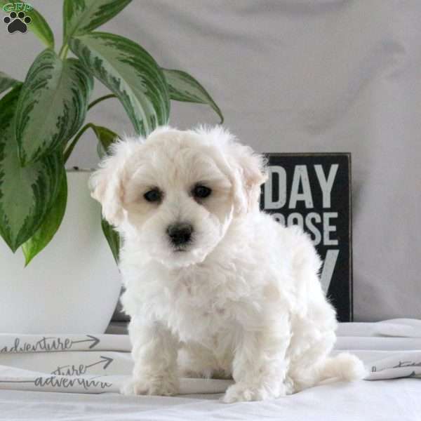 Quest, Bichon Frise Puppy