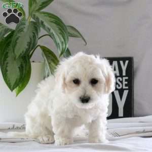 Quest, Bichon Frise Puppy