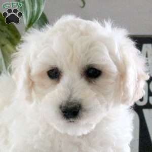 Quest, Bichon Frise Puppy