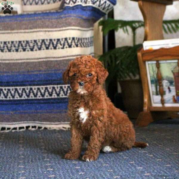 Quillie, Cockapoo Puppy