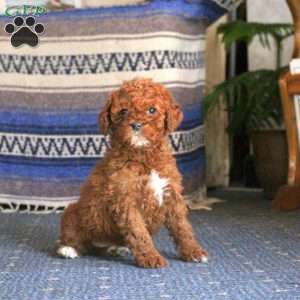 Quillie, Cockapoo Puppy