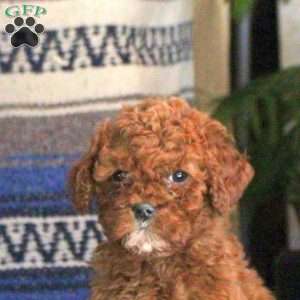 Quillie, Cockapoo Puppy