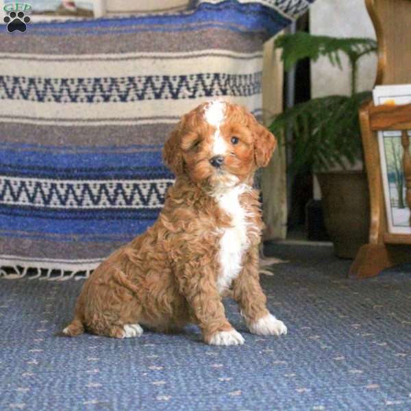 Quincy, Cockapoo Puppy