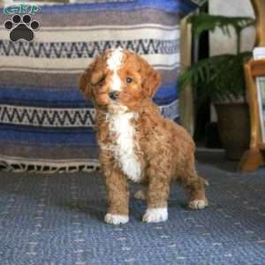 Quincy, Cockapoo Puppy