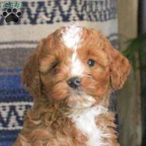 Quincy, Cockapoo Puppy