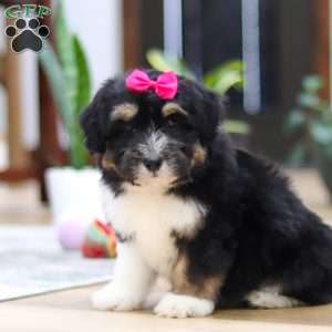 Quinn, Mini Aussiedoodle Puppy