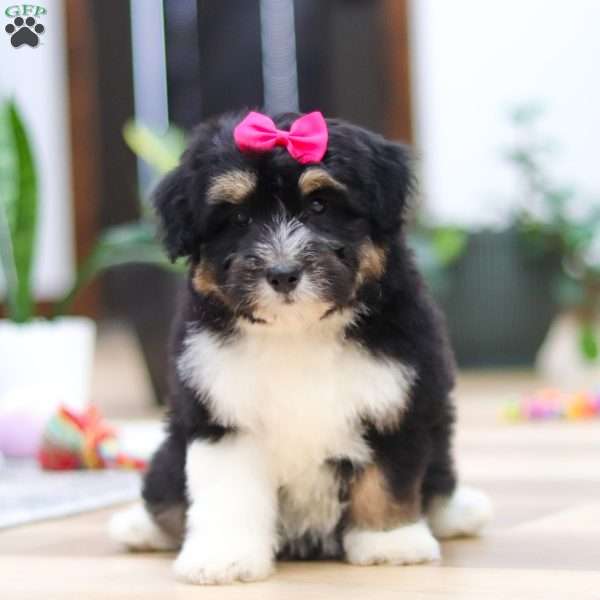 Quinn, Mini Aussiedoodle Puppy
