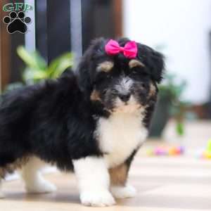 Quinn, Mini Aussiedoodle Puppy