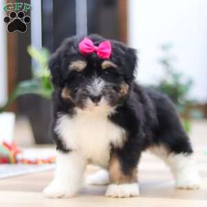 Quinn, Mini Aussiedoodle Puppy