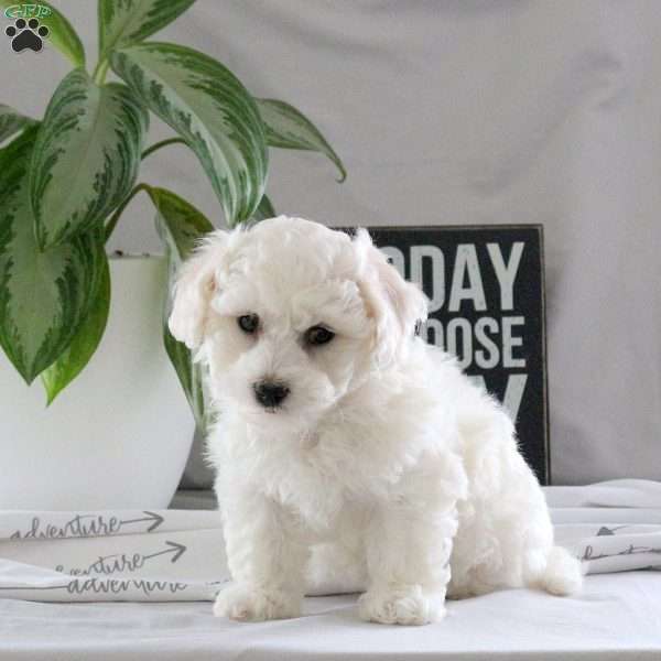 Quinn, Bichon Frise Puppy