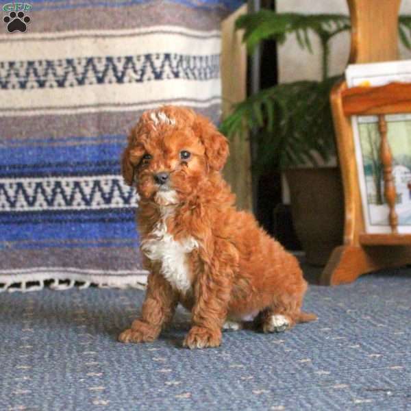 Quinn, Cockapoo Puppy