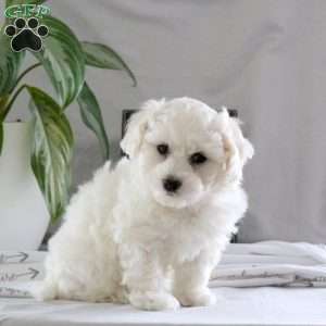 Quinn, Bichon Frise Puppy