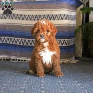 Quinn, Cockapoo Puppy