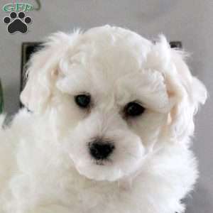 Quinn, Bichon Frise Puppy
