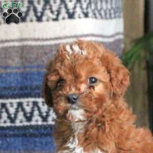 Quinn, Cockapoo Puppy