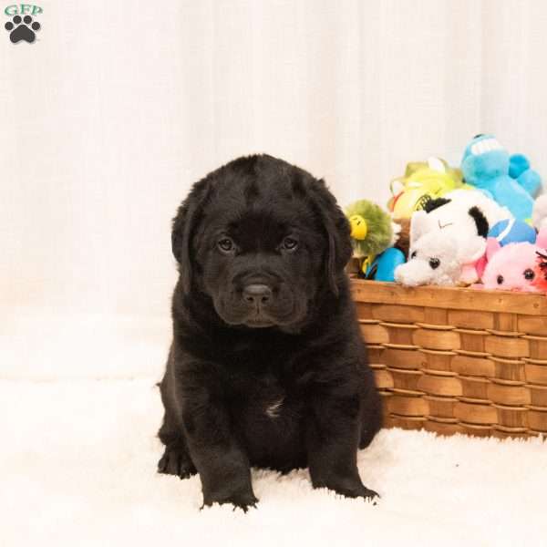Quinn, Black Labrador Retriever Puppy