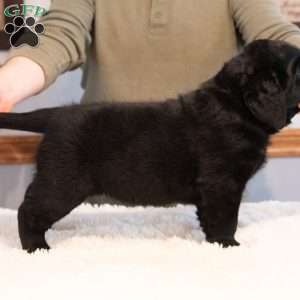 Quinn, Black Labrador Retriever Puppy