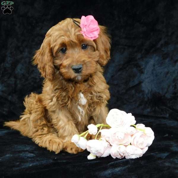 Princess, Cavapoo Puppy