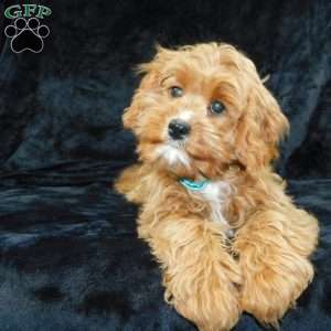 Beau, Cavapoo Puppy