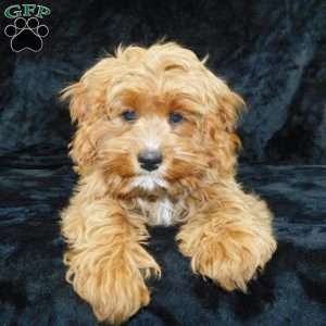 Beau, Cavapoo Puppy